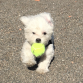 Bowie jugando con su pelota, ¡Con cinco mesecitos!